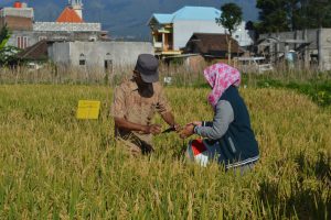 teknologi untuk mengendalikan hama dan mengelola lahan pertanian 